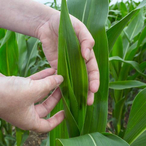 Nahaufnahme: Hände untersuchen Blätter von Maisstauden