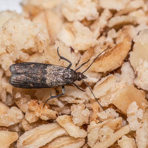 Nahaufnahme eines Käfers im Müsli