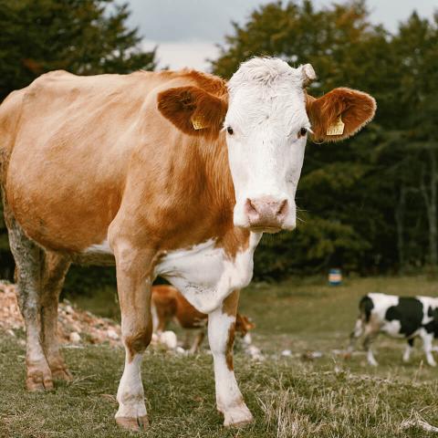 Eine Kuh auf einer Weide blickt in die Kamera