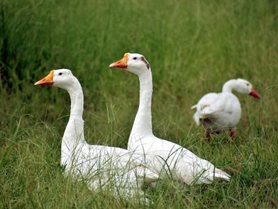 Fotoaufnahme im Freien: drei Gänze auf einer Wiese.