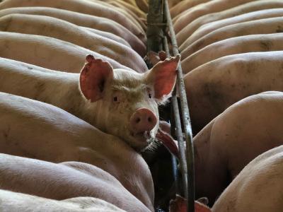 Schweine in Stallhaltung eng zusammengepfercht