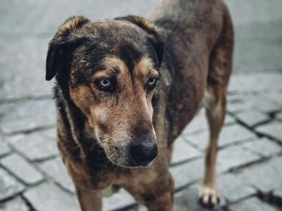 Nahaufnahme mit Fokus auf das Gesicht eines Straßenhundes