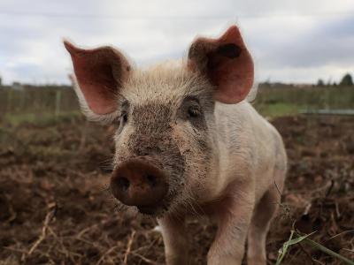 Ein Schwein auf einem Feld schaut in die Kamera