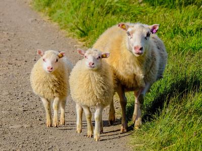 Drei Schafe laufen am Wegesrand