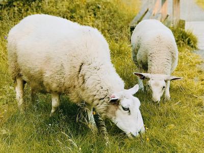 Zwei Schafe grasen auf der Weide