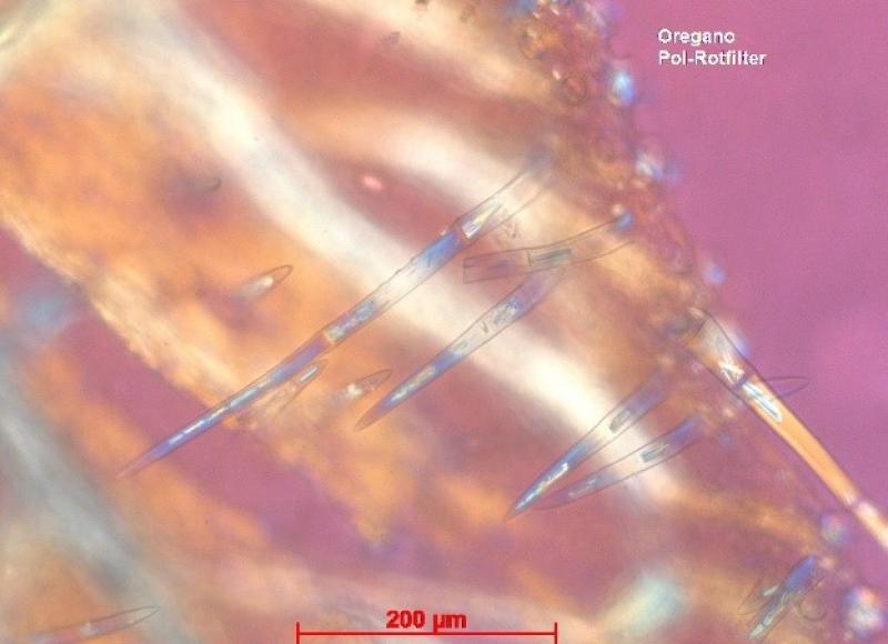 Mikroskop-Aufnahme von Oregano bei 200facher Vergrößerung mit Polfilter und Rotfilter
