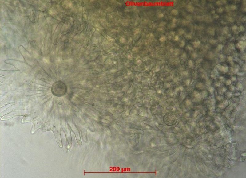 Mikroskop-Aufnahme eines Olivenbaumblattes bei 200facher Vergrößerung